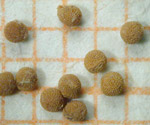 Mihanovichii albiflorum seeds