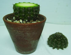 cacti propagation