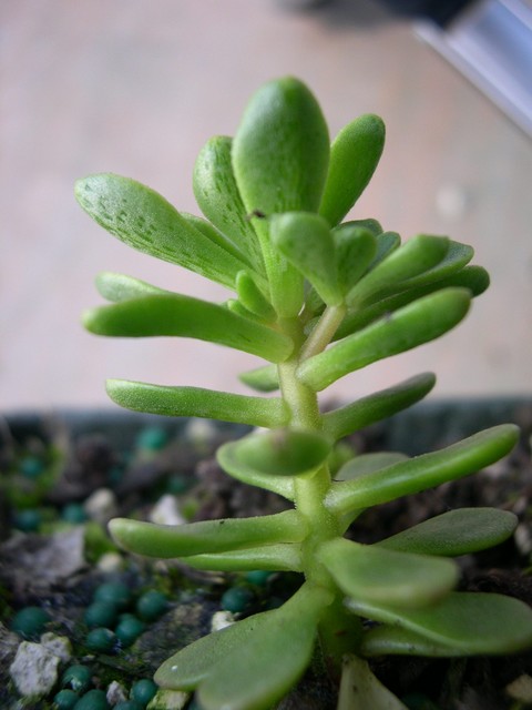 Aeonium Spathulatum