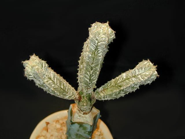 Astrophytum Myriostigma Caespitosa