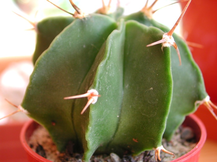 Astrophytum Ornatum v. Glabrescens