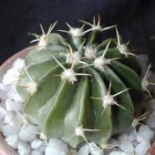 Echinocactus Texensis