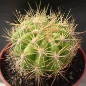 Echinopsis Calochlora