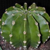 Echinopsis Derenbergii