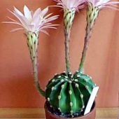 Echinopsis Eiriesii Rosea