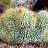 Eriocactus Leninghausii Cristata