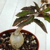 Euphorbia Ambovombensis