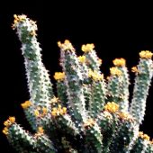 Euphorbia Baradii