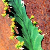 Euphorbia Buruana
