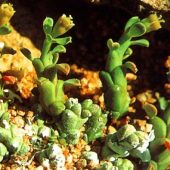 Euphorbia Cleata