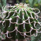 Euphorbia Columnaris