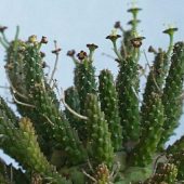 Euphorbia Crassipes