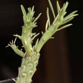 Euphorbia Duseimata