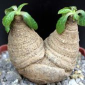 Euphorbia Ecklonii