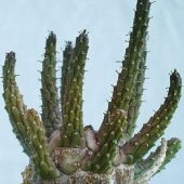 Euphorbia Fusca