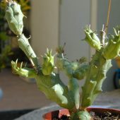 Euphorbia Globosa