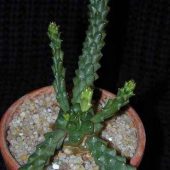 Euphorbia Gorgonie