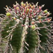 Euphorbia Horrida v. Horrida