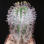 Euphorbia Horrida var. Horrida