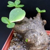 Euphorbia Quartziticola Leandri