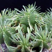 Euphorbia Restituta