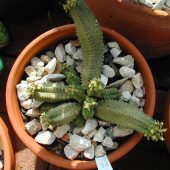 Euphorbia Tubiglans