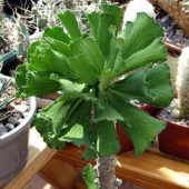 Euphorbia Venenifica