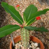 Euphorbia Viguieri Ankarafantsiensis