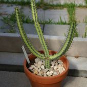 Euphorbia Vulcanorum