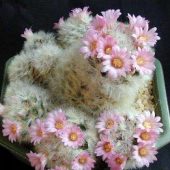 Mammillaria Carmenae Rose