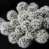 Mammillaria Gracilis Arizona Snow