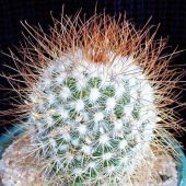 Mammillaria Krasuckae