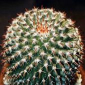 Mammillaria Uncinata