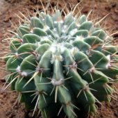 Notocactus Buiningii