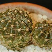 Notocactus Ottonis