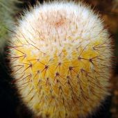 Notocactus Scopa