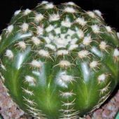 Notocactus Ulbelmanianum