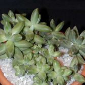 Pachyphytum Compactum