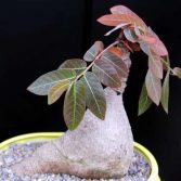 Phyllanthus Mirabilis