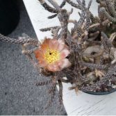 Pterocactus Tuberosa