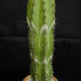 Ritterocereus Pruinosus